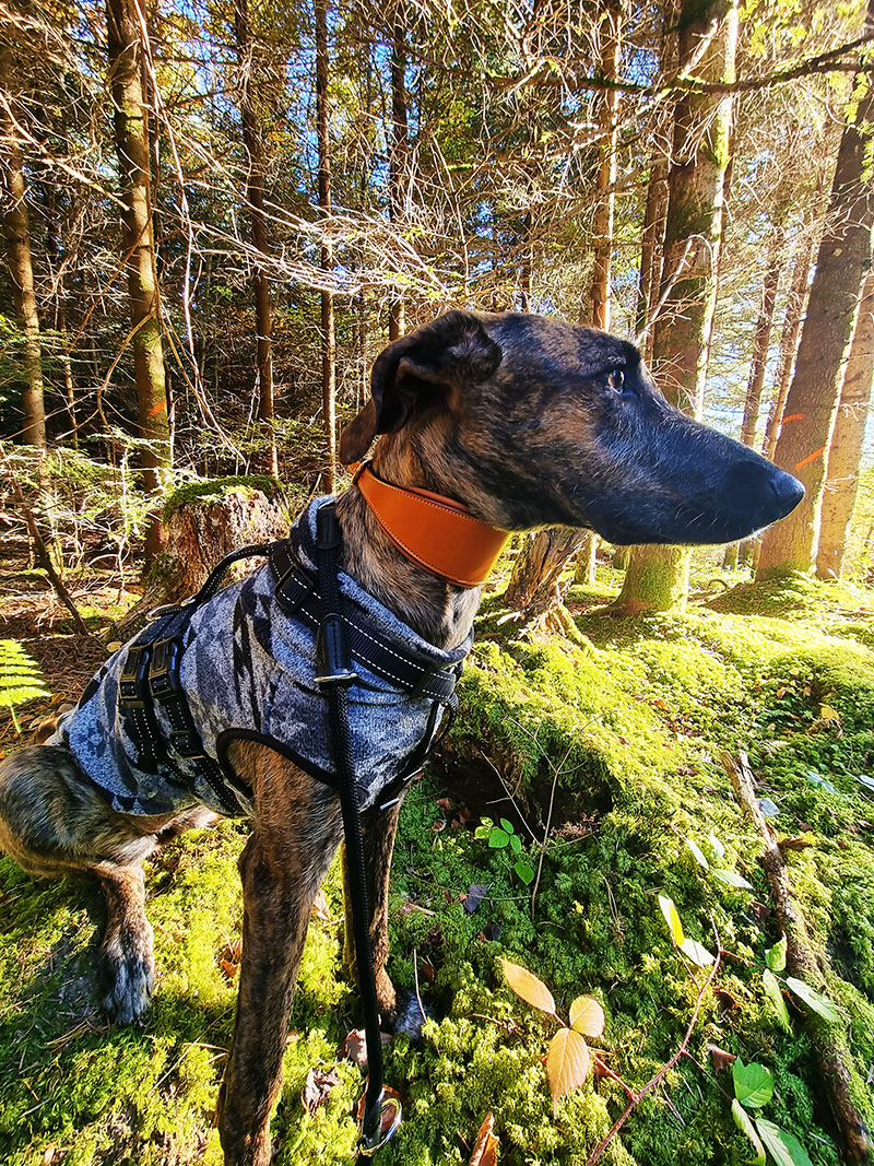 Hundeurlaub im Schwarzwald