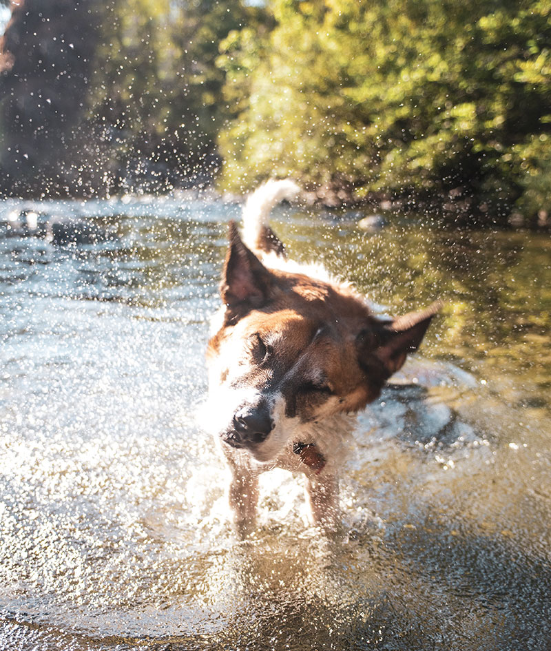 Urlaub mit Hund im Schwarzwald