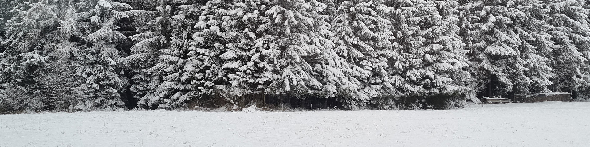 Schnee im Schwarzwald